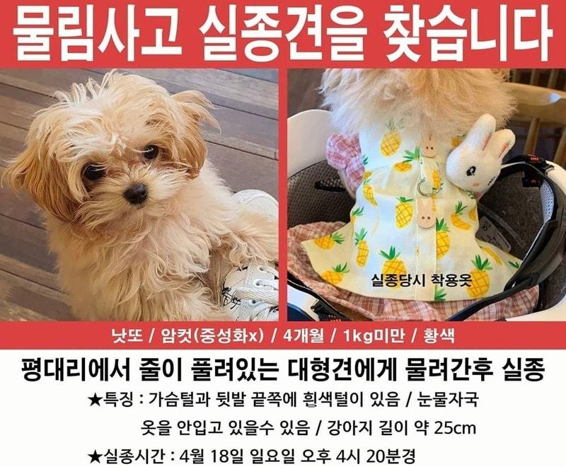 본문 이미지 - 목줄 하지 않은 진도 혼종에게 물려 실종된 말티푸를 찾는 전단지. 사진 견주 인스타그램 ⓒ 뉴스1