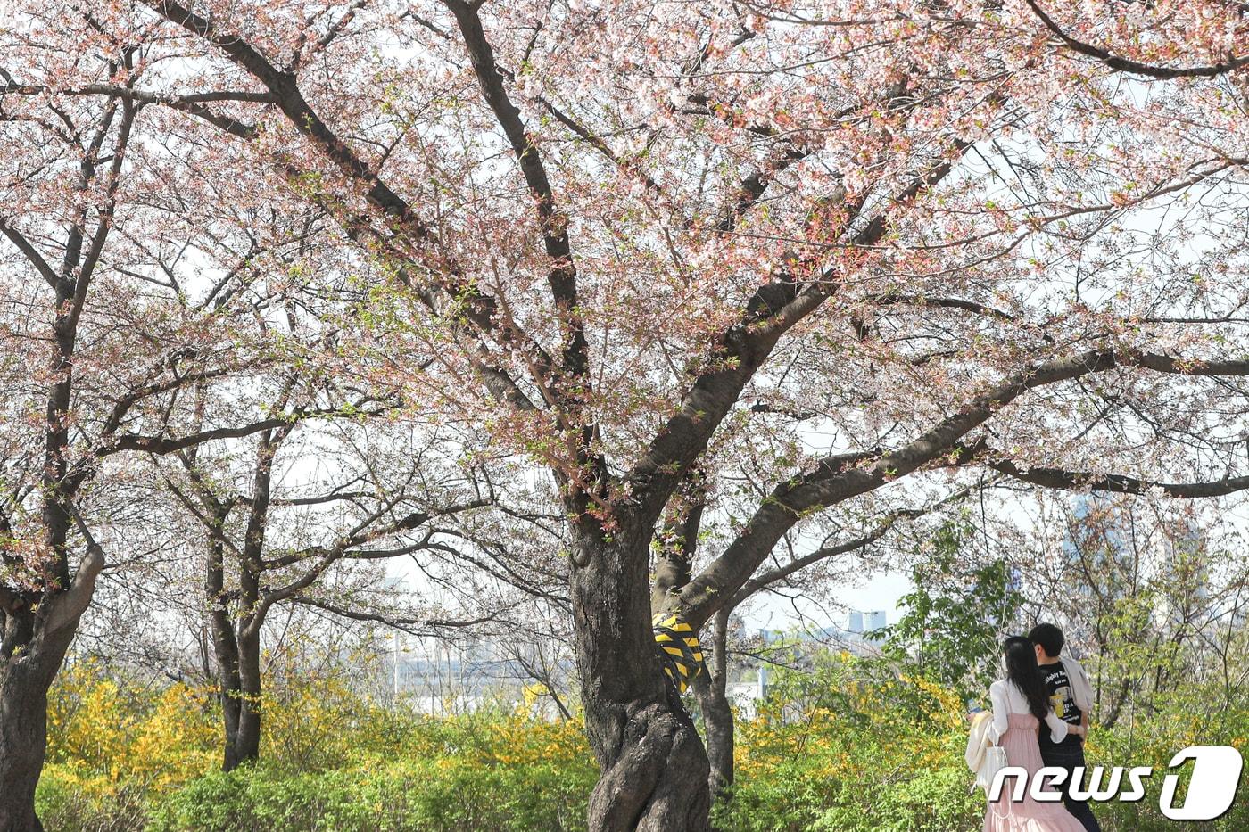 본문 이미지 - 여의도 봄꽃축제가 시작된 5일 오후 서울 영등포구 윤중로 벚꽃길에서 시민들이 즐거운 시간을 보내고 있다.2021.4.5/뉴스1 ⓒ News1 성동훈 기자