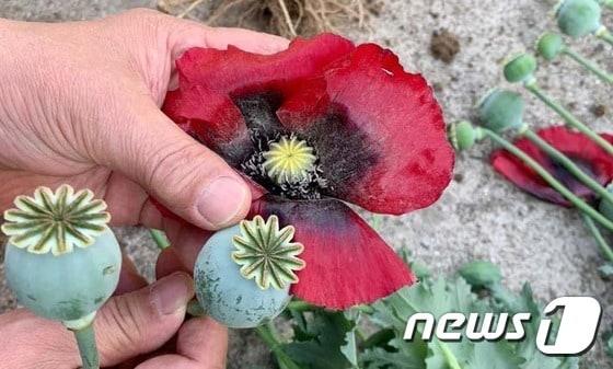 본문 이미지 - 창원·통영해양경찰서는 5일부터 7월 31일까지 마약류 이용 범죄 특별단속에 나선다.  (제주해양경찰서 제공) 2020.4.28 /뉴스1 ⓒ News1