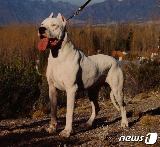 본문 이미지 - 도고 아르젠티노 뉴스1 자료사진 ⓒ 뉴스1