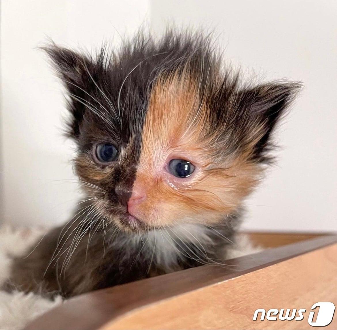 본문 이미지 - '키메라 고양이' 살구의 최근 모습. 사진 인스타그램 갈무리ⓒ 뉴스1