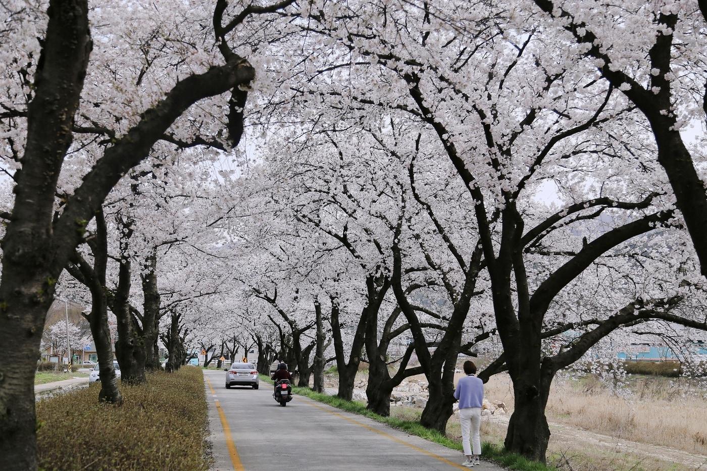 소양면에서 송광사에 이르는 1.6㎞의 벚꽃길ⓒ 뉴스1