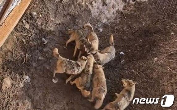 본문 이미지 - 늑대들이 비숑을 공격하는 장면 - 데일리메일 갈무리