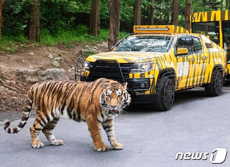 본문 이미지 - 에버랜드는 오는 14일부터 호랑이 등 맹수를 가까이서 관찰할 수 있는 '사파리월드 와일드 트램'을 선보인다고 10일 밝혔다. 사진 에버랜드 제공 ⓒ 뉴스1