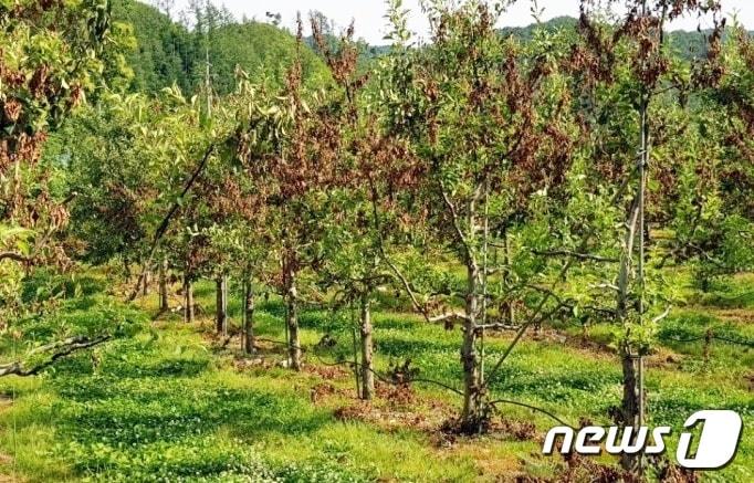 본문 이미지 - 과수화상병에 걸린 사과나무.(진천군 제공)ⓒ 뉴스1