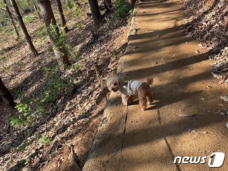 본문 이미지 - 힐리언스 선마을의 사색 1코스를 트래킹 중인 장군이 ⓒ 뉴스1