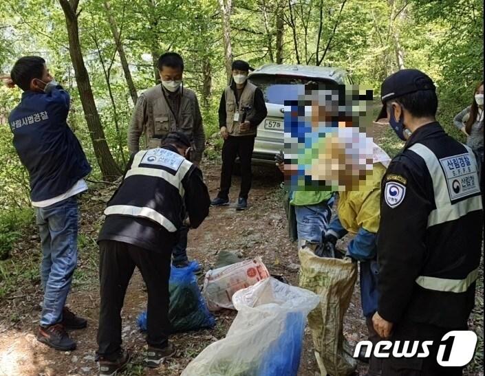 본문 이미지 - 북부지방산림청 소속 산림특별사법경찰들이 11일 강원 인제군 인제읍 가아리 소재 해발 800m 산 속에서 불법으로 임산물을 채취한 혐의로 2명을 단속했다. ⓒ 뉴스1 신관호 기자.