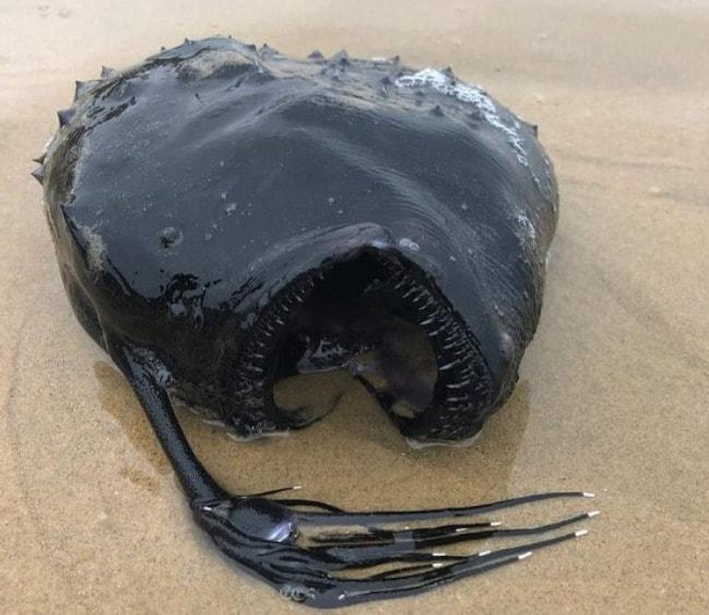 본문 이미지 - 캘리포니아 해변에서 발견된 희귀 심해어 '퍼시픽 풋볼피시'. (페이스북 갈무리) ⓒ 뉴스1