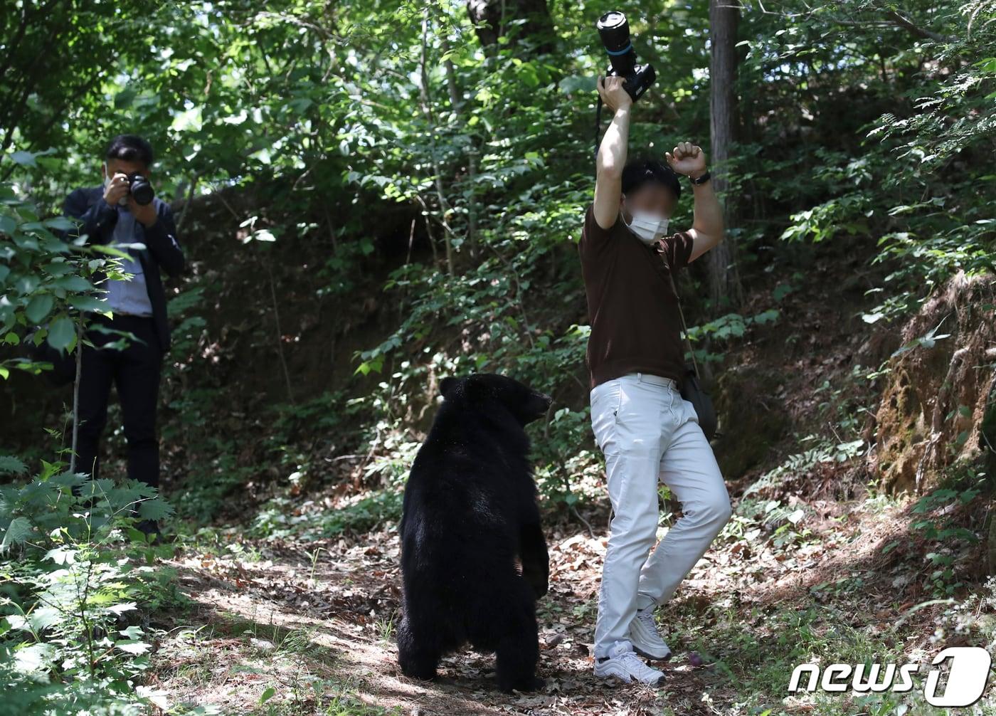 본문 이미지 - 19일 오후 울산 울주군 범서읍 한 농장 인근에 반달곰으로 추정되는 곰이 나타나 주변을 서성거리고 있다. 2021.5.19/뉴스1 ⓒ News1 윤일지 기자