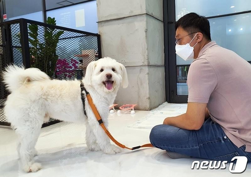 본문 이미지 - 정광일 훈련사가 15일 경기 고양시 코코보리아카데미에서 실내 배변을 하지 않는 강아지 교육을 하고 있다. ⓒ 뉴스1 최서윤 기자