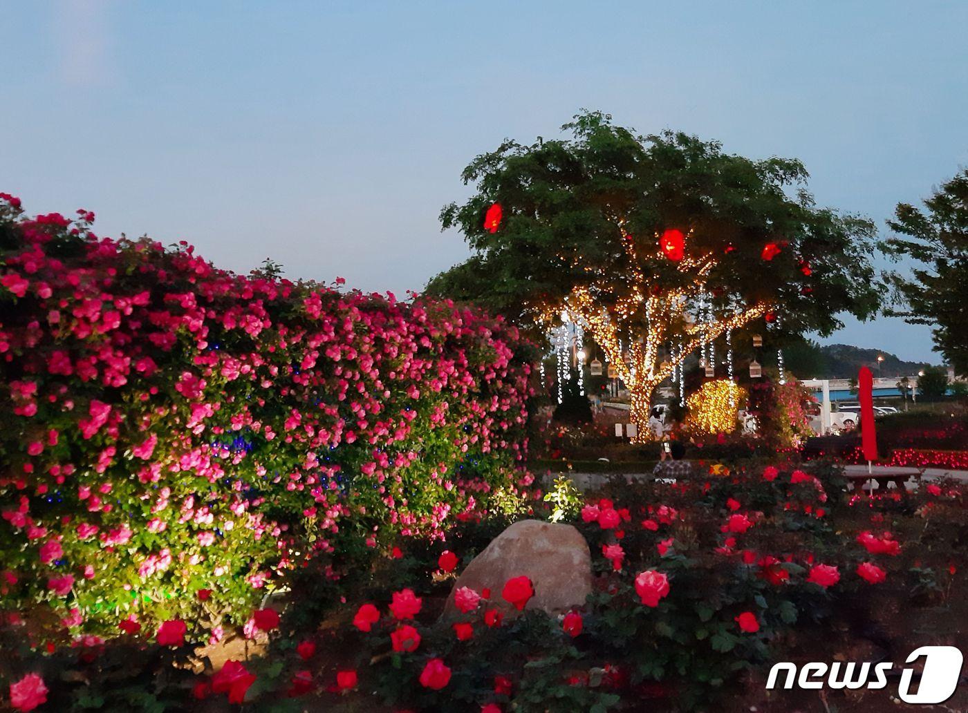 본문 이미지 - 삼척 장미공원 야간 조명.(삼척시 제공) 2021.5.20./뉴스1