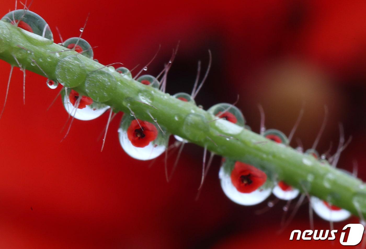 본문 이미지 - 대전 대덕구 장동 만남공원에 핀 양귀비에 빗방울이 맺혀 있다. 2021.5.20 ⓒ 뉴스1 김기태 기자