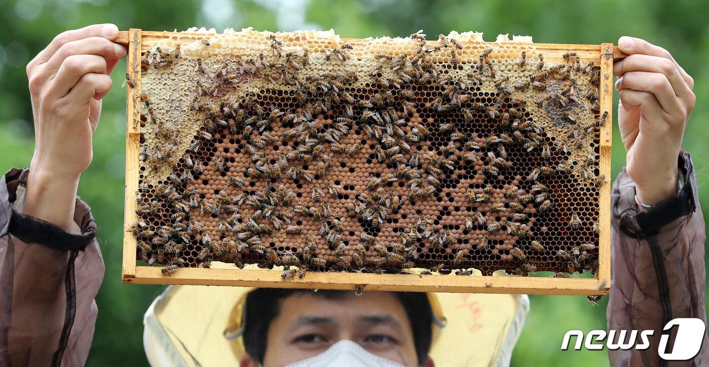 자료사진.뉴스1 ⓒ News1 박지혜 기자