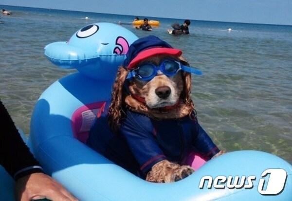 본문 이미지 - 사진 멍비치 제공 ⓒ 뉴스1