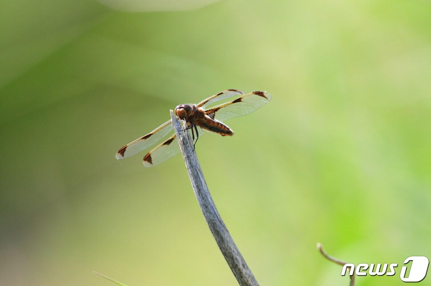 본문 이미지 - 부산 낙동강하구에 서식하는 멸종위기종 대모잠자리.(습지와새들의친구 제공)ⓒ 뉴스1