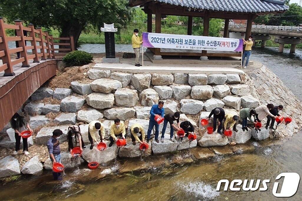 본문 이미지 - 전북 정읍시가 내수면 토종어류의 자원 확충과 보전을 위해 26일 동진강 수계 주요 지방하천인 정읍천과 칠보천, 원평천에 메기 치어 47만 마리를 방류했다.   ⓒ 뉴스1