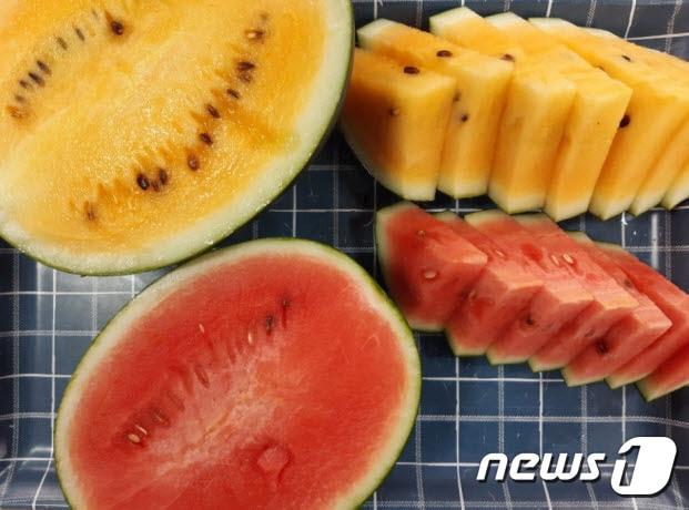 본문 이미지 - 밀양시가 개발해 내달 판매를 앞두고 있는 해맑음수박. (밀양시 제공) ⓒ 뉴스1