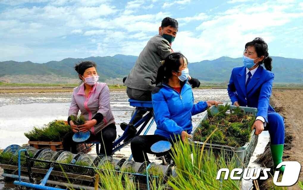 본문 이미지 - (평양 노동신문=뉴스1) = 북한 노동당 기관지 노동신문은 29일 '모내기가 하루 늦어져도 수확고가 떨어진다, 적기를 놓치지 말자'라는 제목의 특집 기사와 관련 사진 여러 장을 실었다.  [국내에서만 사용가능. 재배포 금지. DB 금지. For Use Only in the Republic of Korea. Redistribution Prohibited] rodongphoto@news1.kr