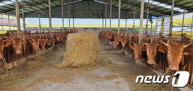 본문 이미지 - 전북 정읍시가 축산악취의 주요 원인인 가축분뇨 발생량 증가와 과잉 사육을 방지하기 위해 축산농가의 가축 사육밀도 집중 관리한다. (사진 정읍시 제공) / 뉴스1 ⓒ News1