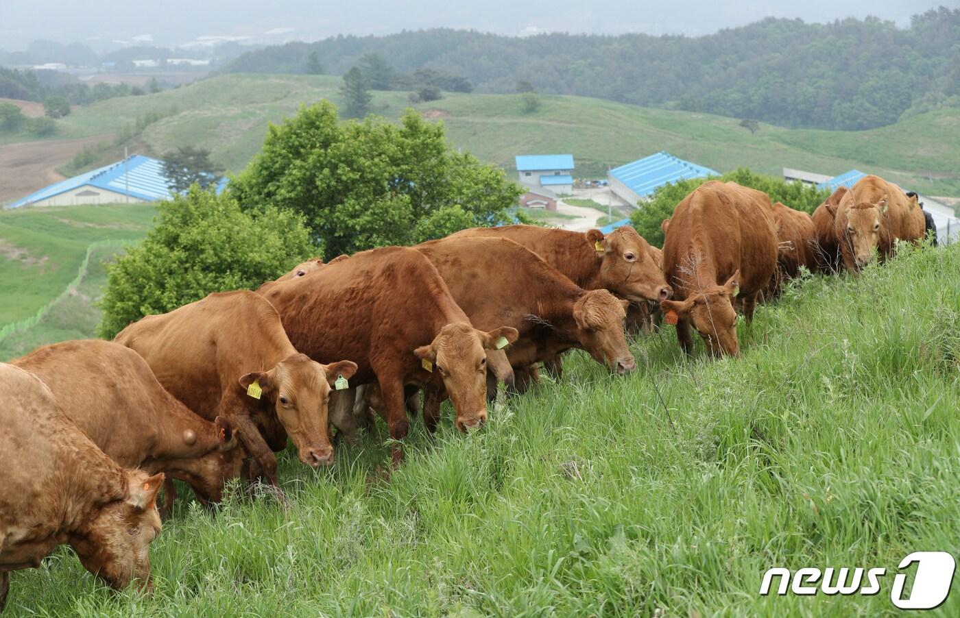 (사진은 기사 내용과 무관함) / 뉴스1 ⓒ News1