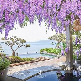 본문 이미지 - 파라다이스호텔 부산 '라벤더 힐링 봄꽃 스파'.ⓒ 뉴스1