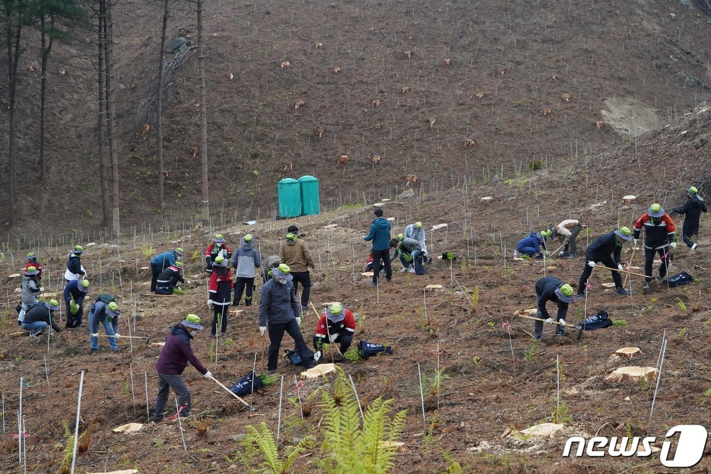 4일 경기도 양평군에서 산림청 주최로 열린 '언론인과 함께하는 나무심기로 탄소중립 실현' 행사에서 산림청 직원들과 한국기자협회 회원들이 낙엽송 옹기묘를 심고 있다. (산림청 제공) 2021.5.4/뉴스1