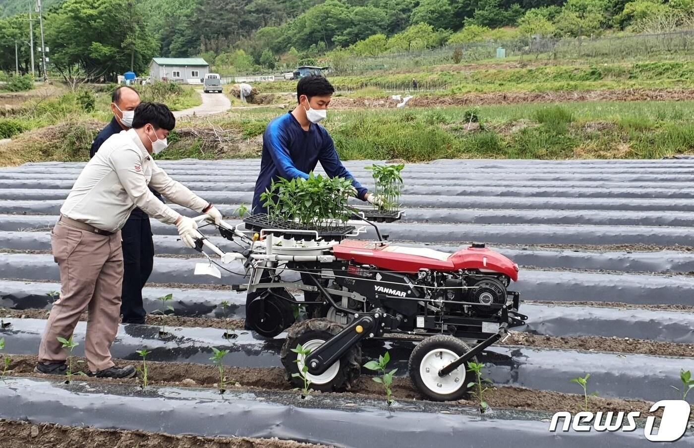 본문 이미지 - 전남 화순군에서 다목적 채소 이식기를 활용해 고추 어린묘를 기계로 심는 시연회를 진행했다. /뉴스1 