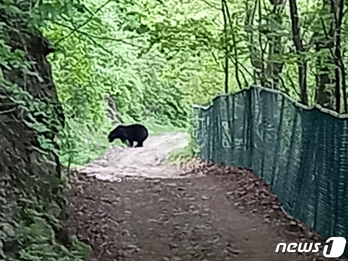 본문 이미지 - 충북 영동군 상촌면 물한리 민주지산 등산로에 출현한 반달가슴곰.(독자제공)ⓒ 뉴스1