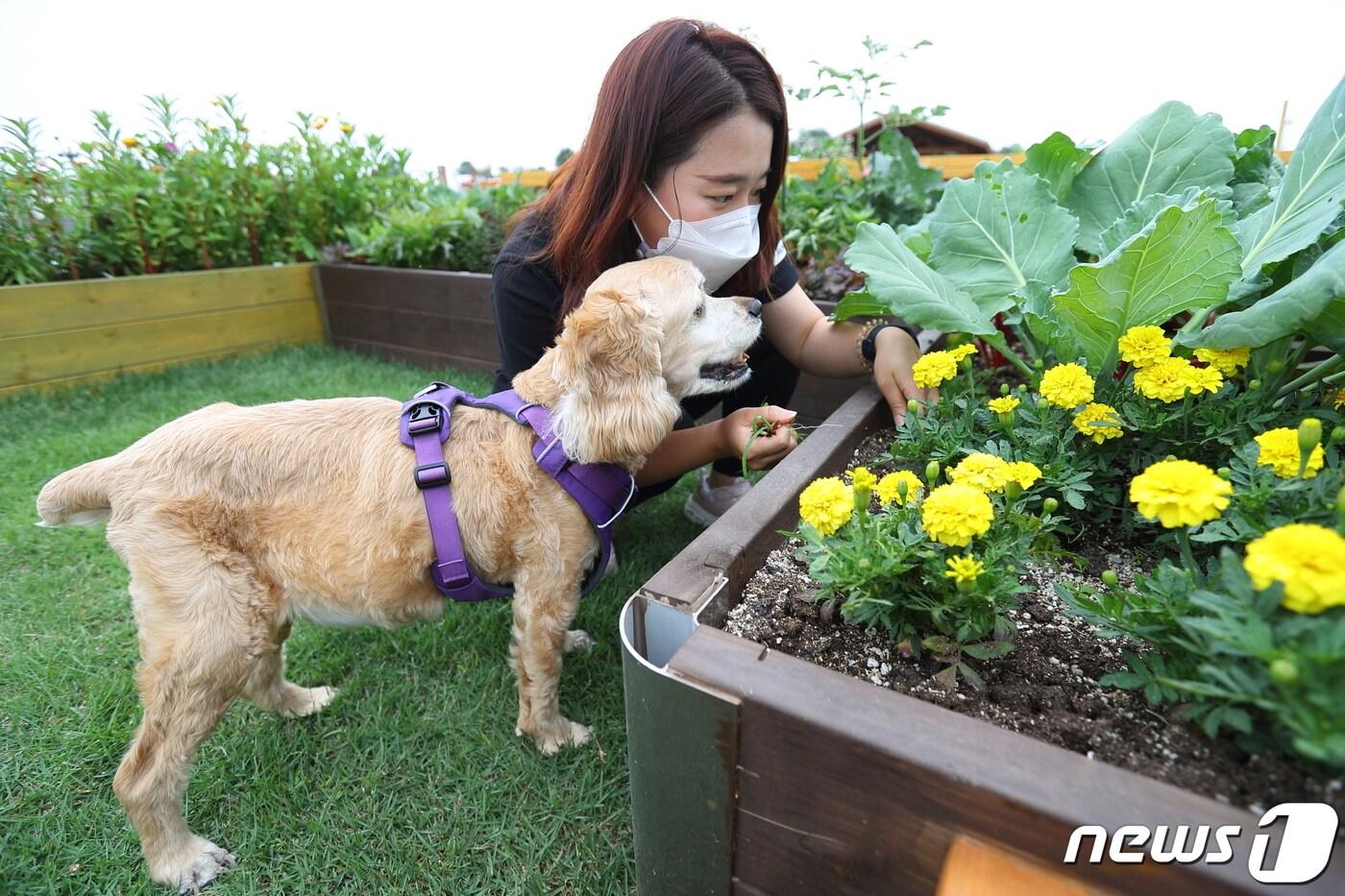 10일 전북 완주군 이서면 농촌진흥청 국립원예특작과학원 도시농업공원 모델 조성지에서 연구원이 개와 함께 '반려동물 동반 텃밭'을 산책하고 있다. 이 텃밭은 반려동물의 산책과 후각 활동을 돕는 허브, 화훼류, 반려동물 간식으로 이용할 수 있는 채소류를 심어 조성했다. (농촌진흥청 제공) 2021.6.10/뉴스1