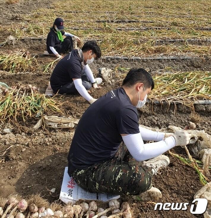 본문 이미지 - 남지·영산청소년문화의집 관계자들이 최근 창녕마늘 농가에서 일손을 돕고 있다. (창녕군 제공)ⓒ 뉴스1