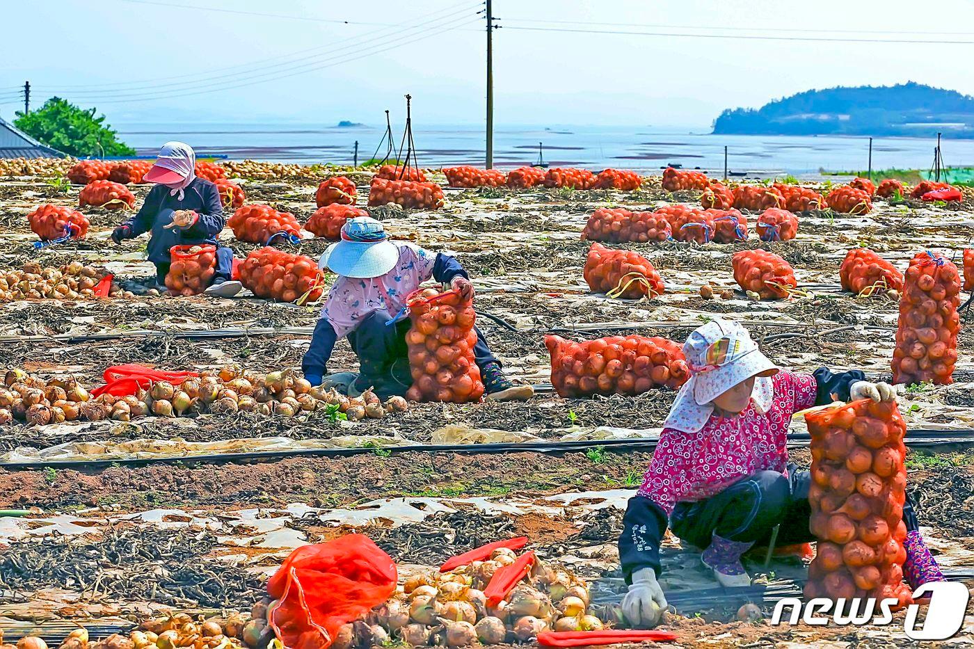 본문 이미지 - 전남 무안군의 양파 수확현장. 본격 농번기를 맞아 농촌에서는 인력구하기에 애를 먹고 있다.ⓒ 뉴스1