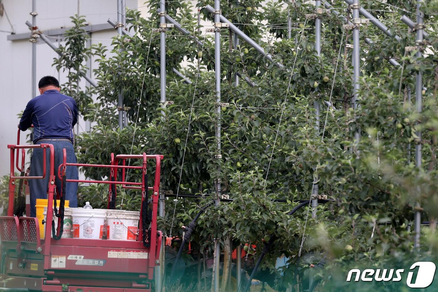 본문 이미지 - 22일 봄에 내리는 비의 양에 따라 과수화상병 발생량이 달라질 수 있다는 예측이 나왔다.(자료사진)/뉴스1