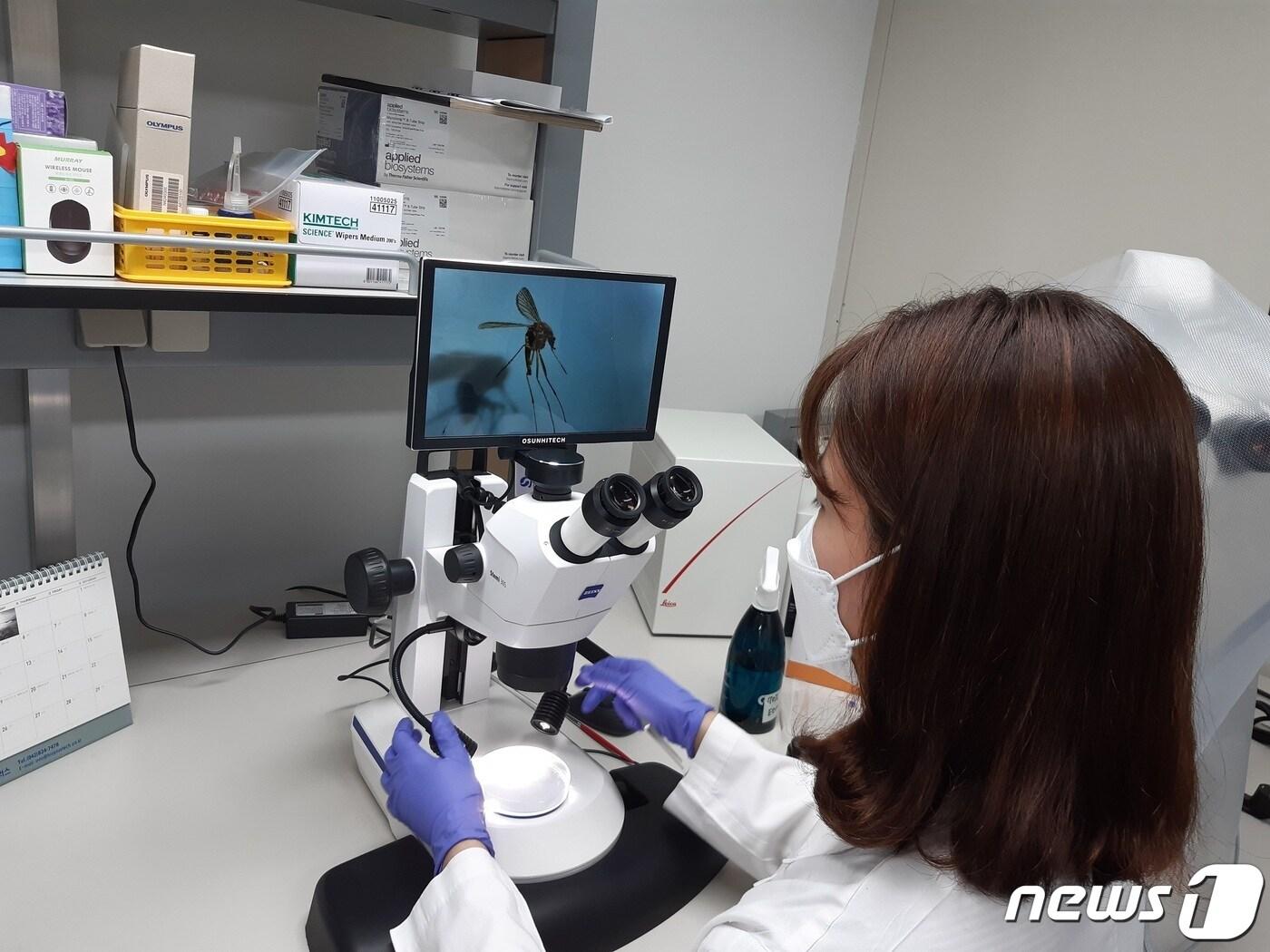 본문 이미지 - 대전에서 발견된 작은빨간집모기(대전보건환경연구원 제공)ⓒ 뉴스1