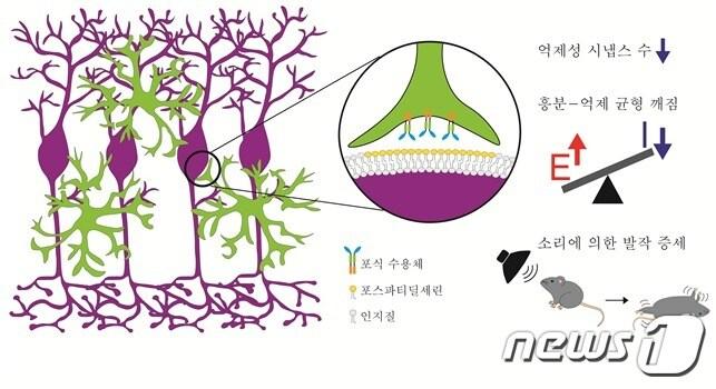 본문 이미지 - ‘엠보저널’에 수록된 이번 연구 이미지. 미세아교세포가 포식 수용체를 통해, 신경세포체 표면에 표지된 포스파티딜세린를 인식하여 제거하는 모습. 이 현상이 과도하게 일어날 때 신경세포의 흥분-억제 간의 균형이 깨져서 발작 증세가 일어남.(그림제공:KAIST)ⓒ 뉴스1