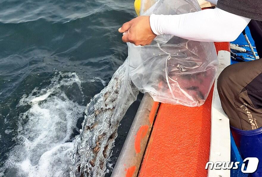 본문 이미지 - 치어 방류.ⓒ 뉴스1