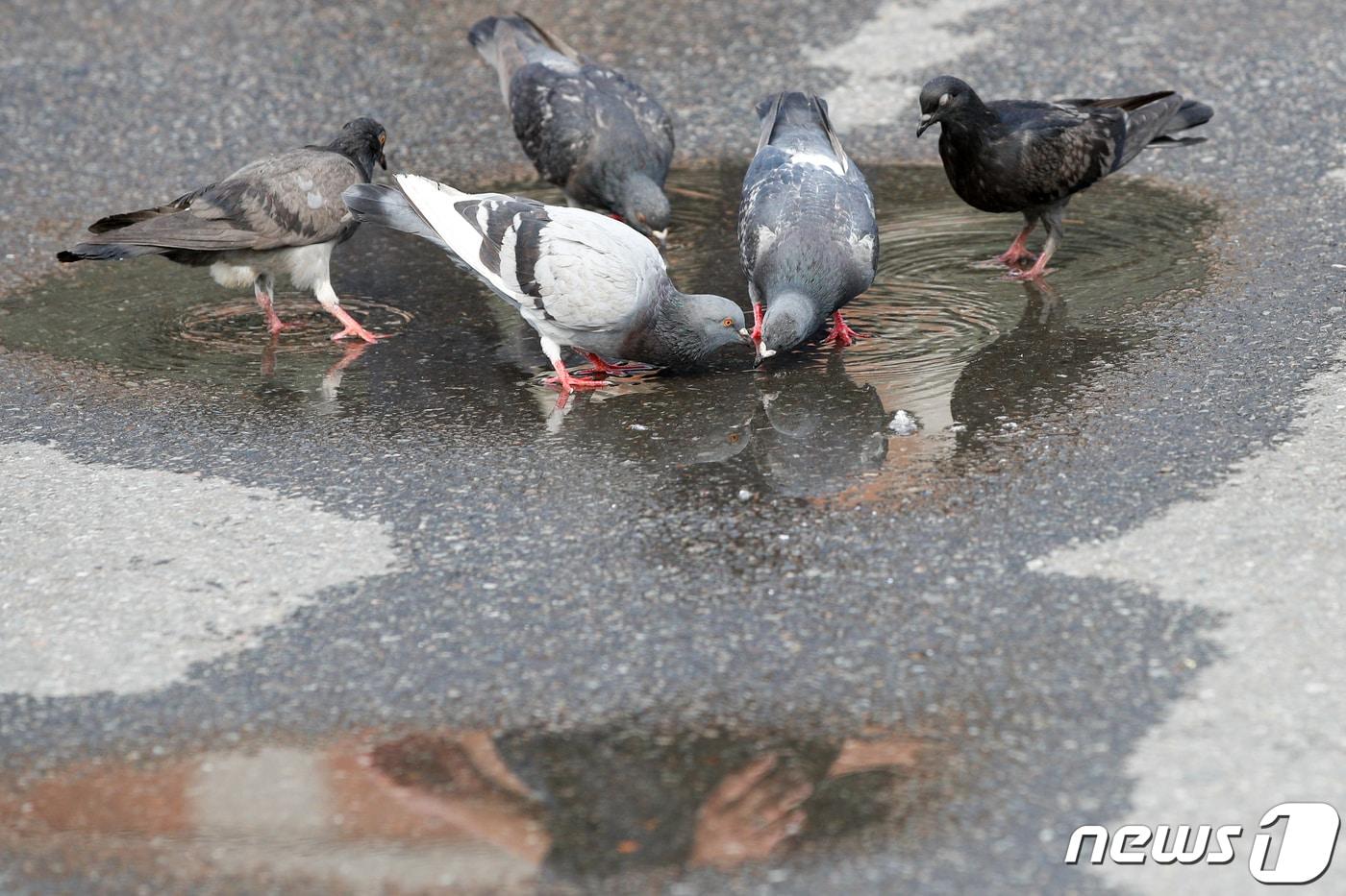 본문 이미지 - 비둘기.(뉴스1 DB)