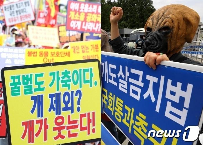본문 이미지 - 개식용 문제를 놓고 사회 갈등이 커지고 있다. 육견협회는 개의 합법적 도축을, 동물단체는 개식용 금지법 제정을 주장하고 있다. (뉴스1 자료사진) ⓒ 뉴스1