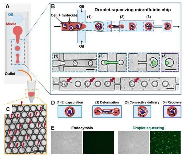 본문 이미지 - 미세액적 이용 세포치료제 생산 플랫폼 모식도, 작동 원리, 전달결과.(고려대 제공)/뉴스1