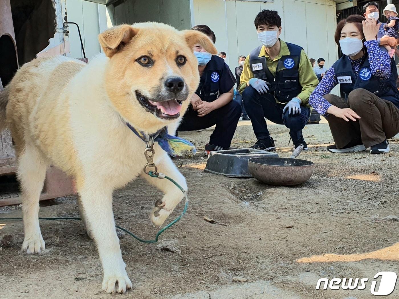 본문 이미지 - 마당개 자료사진 2021.6.26/뉴스1 ⓒ News1 최서윤 기자