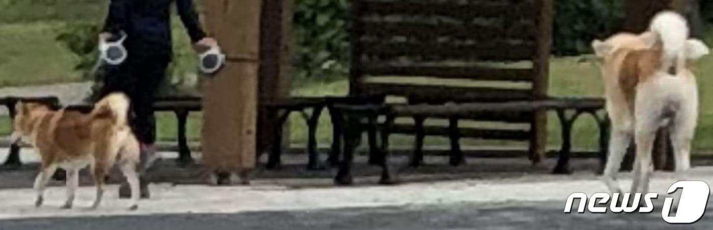 '입마개 왜 안 했냐, 사람이 앉는 벤치에 왜 개가 앉았느냐. 닦아달라'고 80대 할머니가 지적하자 시에 민원을 제기해 사과를 받아낸 견주와 그 개들 (사진=양주시민) ⓒ 뉴스1