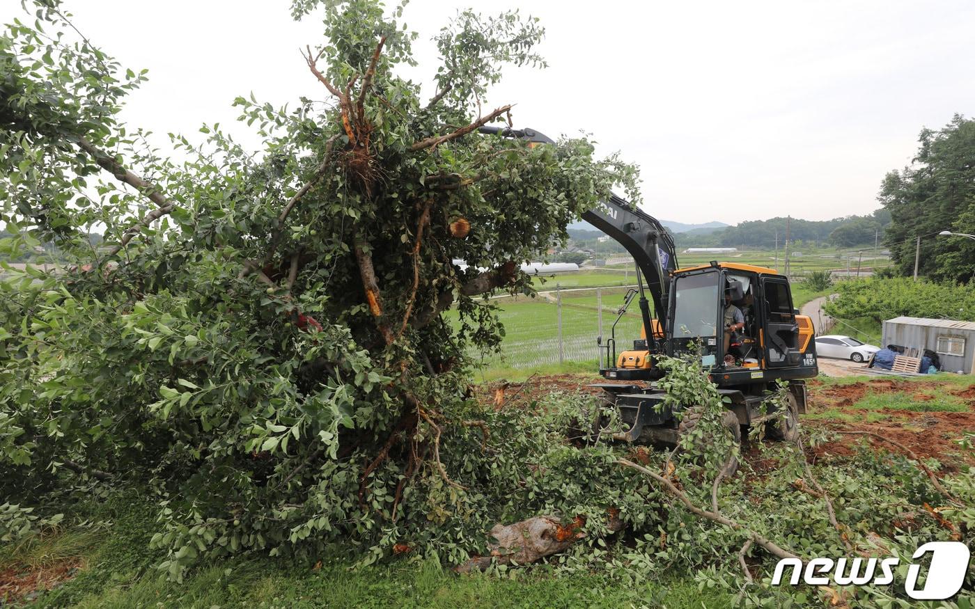 본문 이미지 - 경기도 안성시 삼죽면의 한 사과 농가에서 관계자들이 방제작업을 하고 있다. 과수화상병은 주로 사과, 배 등 장미과 식물에서 발생하며 감염되면 잎‧꽃‧가지‧줄기‧과일 등이 마치 불에 탄 것처럼 붉은 갈색 또는 검정색으로 변하며 마르는 증상을 보인다. 2021.6.7/뉴스1 ⓒ News1 김영운 기자