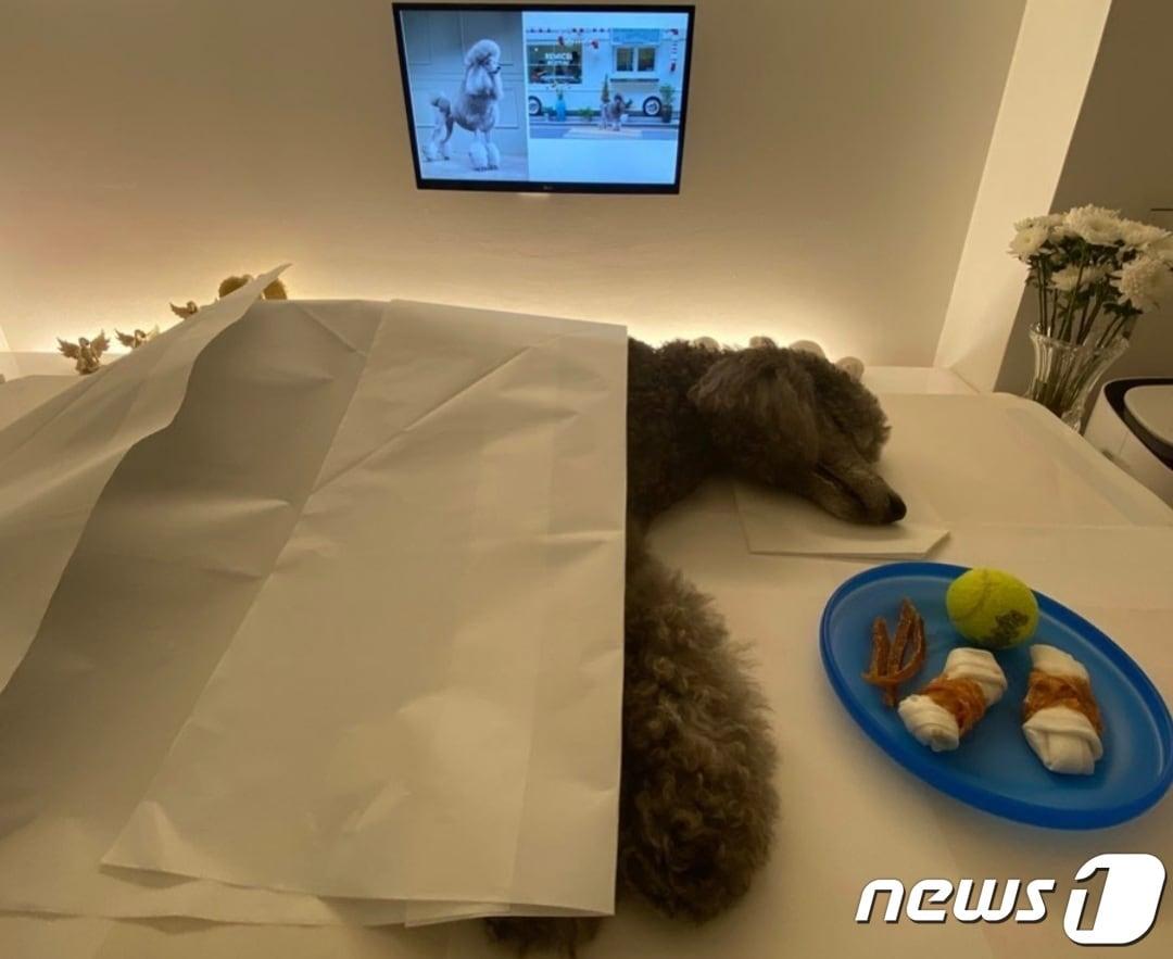 본문 이미지 - 무지개다리를 건넌 반려견 실비. 정용진 신세계그룹 부회장 인스타그램 ⓒ 뉴스1