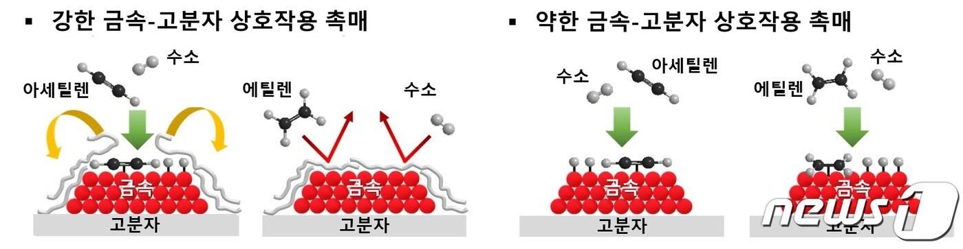 금속-고분자 상호작용에 따른 아세틸렌 및 에틸렌 수소화 반응 모식도&#40;KAIST 제공&#41; ⓒ뉴스1