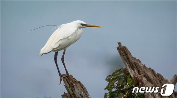 본문 이미지 - 노랑부리백로(사진제공 국립생물자원관) ⓒ 뉴스1