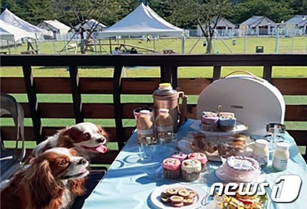 본문 이미지 - 골드펫리조트가 여름 휴가철을 맞아 반려견을 위한 펫캉스 시설을 갖추고 이벤트를 마련했다고 11일 밝혔다. (골드펫리조트 제공) ⓒ 뉴스1