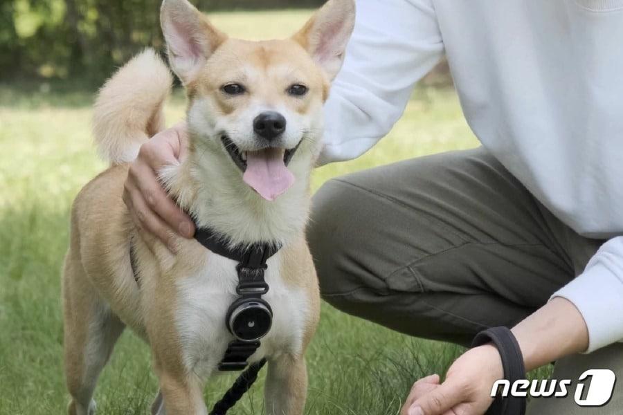 본문 이미지 - 반려견 인공지능 하네스 '반디피트' (반달컴퍼니 제공) ⓒ 뉴스1