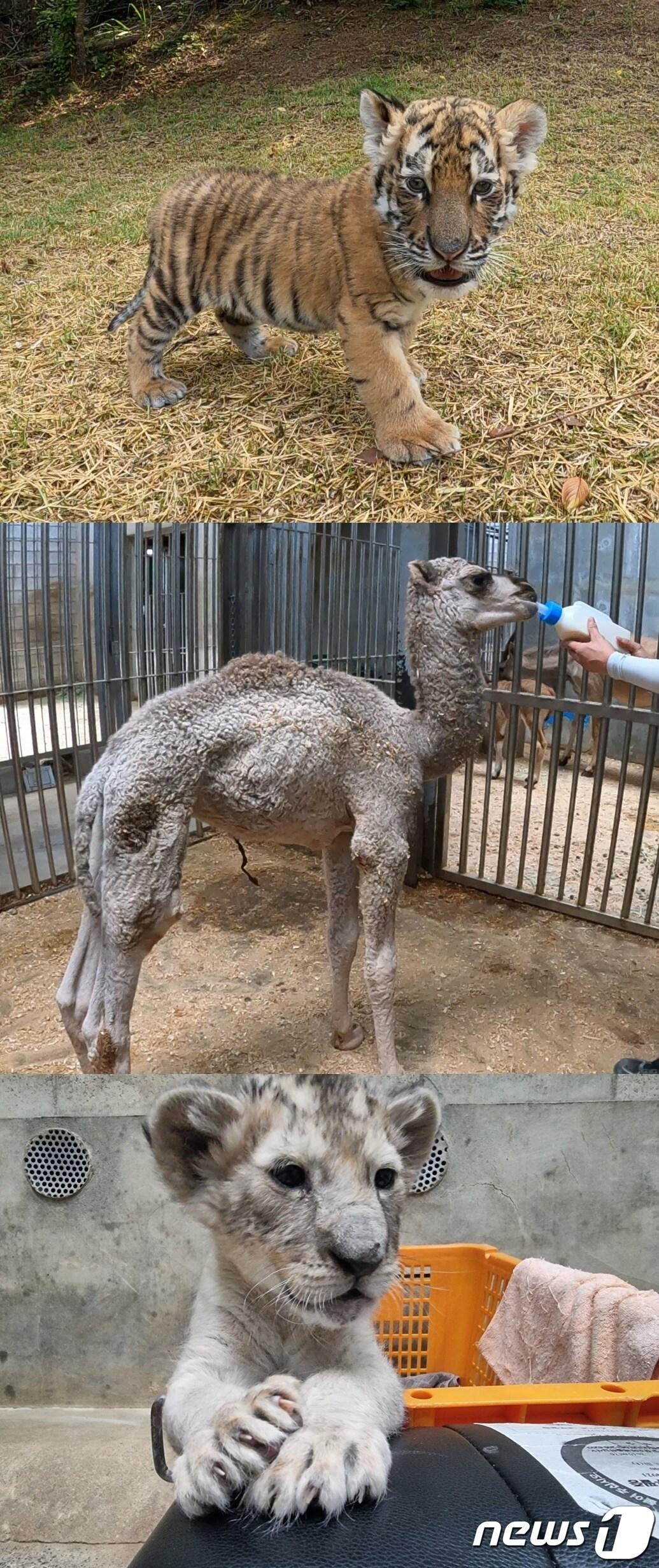 본문 이미지 - 대전오월드가 14일 언론에 공개한 아기동물. 사진 상단부터 백두산호랑이, 낙타, 사자.(대전도시공사 제공)ⓒ 뉴스1