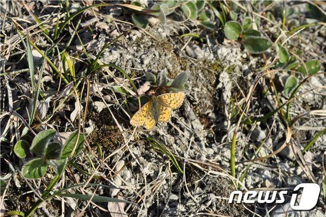 본문 이미지 - 위도 82도 북극 그린란드에서 찾은 네발나비과 나비(극지연구소 제공)ⓒ 뉴스1