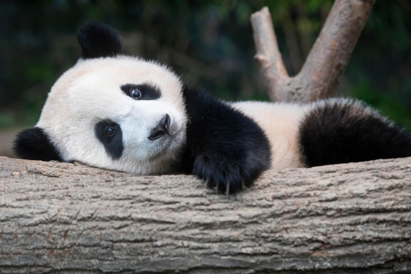 첫돌 맞은 에버랜드 아기판다 푸바오.ⓒ 뉴스1