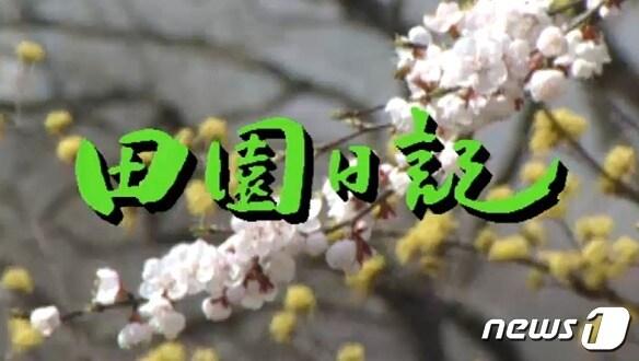본문 이미지 - 약 19년 전 종영한 드라마 '전원일기'가 최근 MZ세대를 파고들고 있다. (유튜브 갈무리) ⓒ 뉴스1